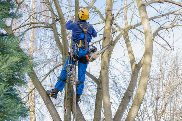 Trusted Jefferson, TX Tree Care Experts