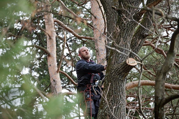 How Our Tree Care Process Works  in  Jefferson, TX